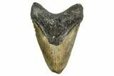 Fossil Megalodon Tooth - North Carolina #361689-1